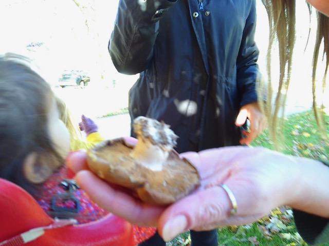 Investigating a mushroom.