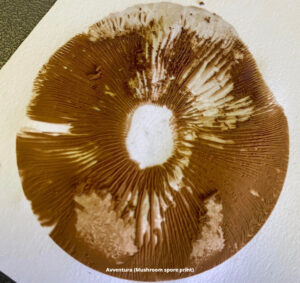 A print art piece of mushroom spore.